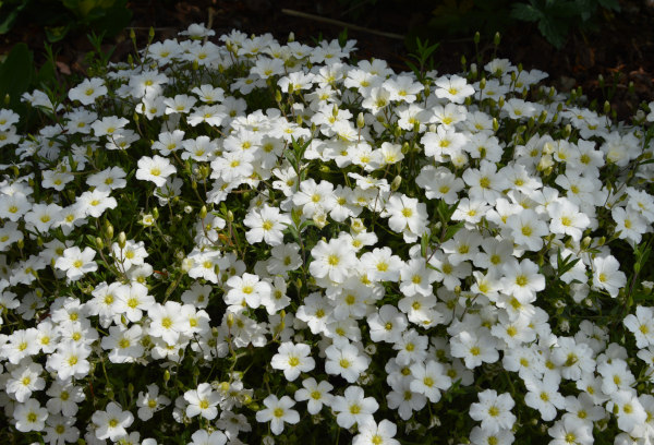 Arenaria_montana_Snow_White_600x5_Kernocks_1