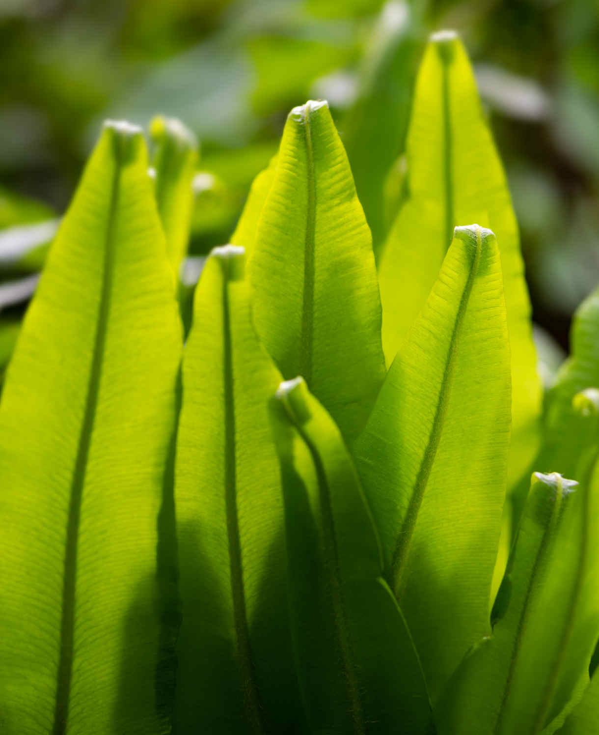 Asplenium_scolopendrium_1220x1496-_shutterstock_2313128573