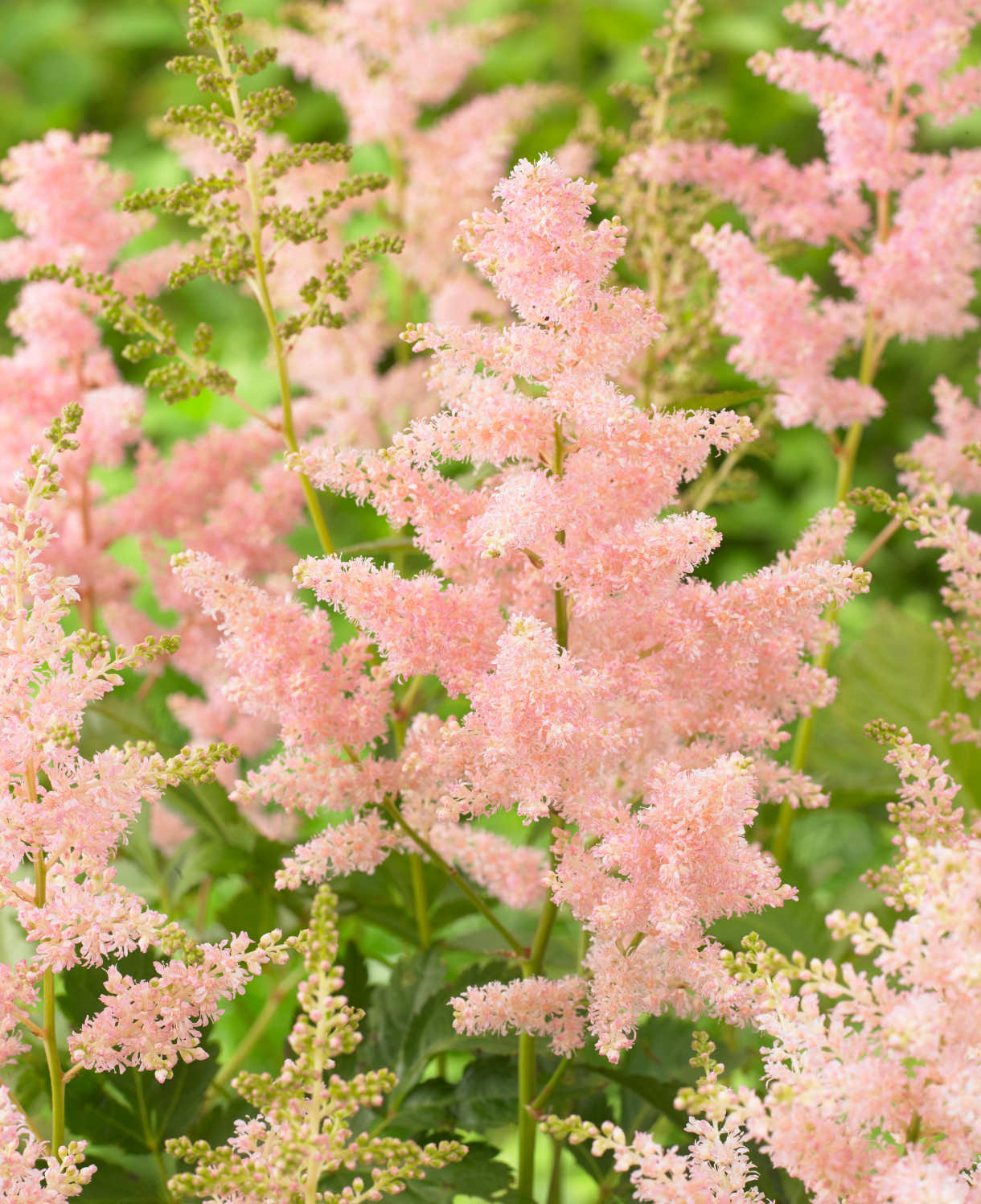 Astilbe_Europa_Visions_visi148884_One_time_use_only_-_Extended_to_multi_1.11.23
