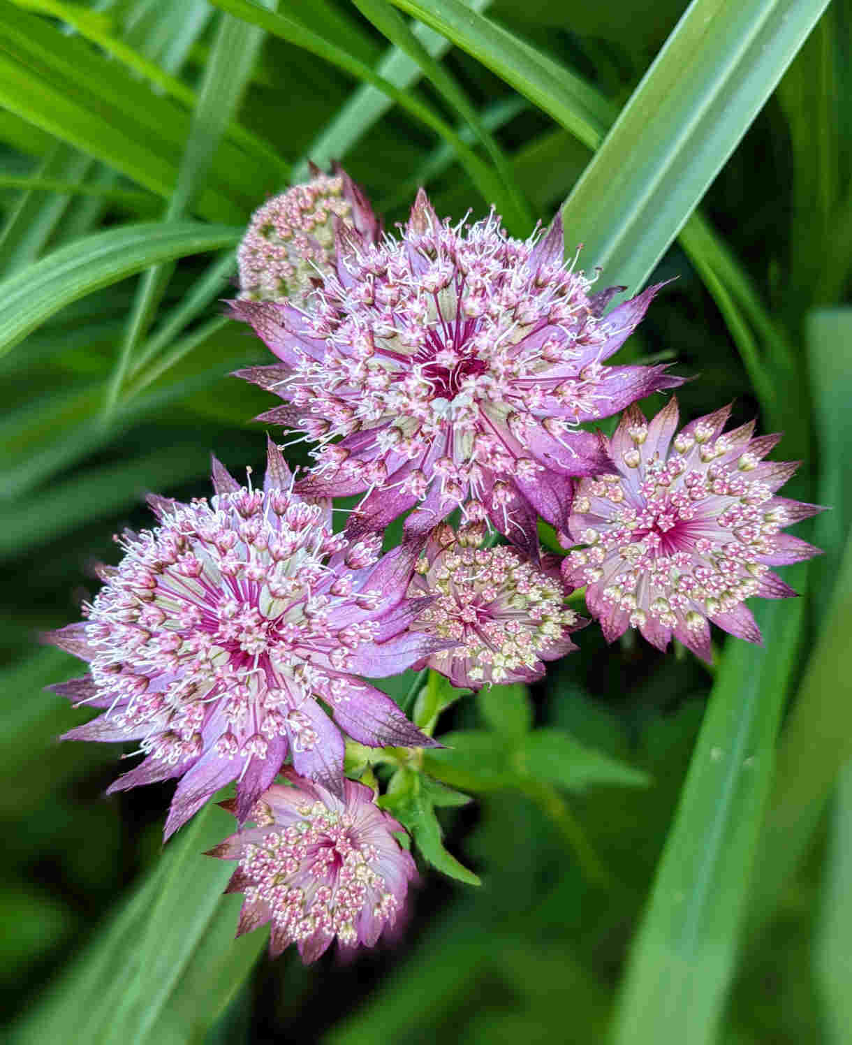 alliums