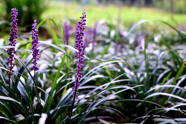 Big_Blue_Lilyturf_-_Liriope_600x400-_shutterstock_725933035