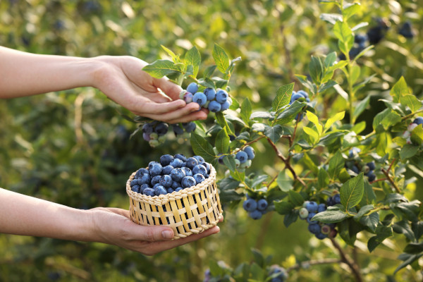 Blueberry_Vaccinium_plant_600x400-_shutterstock_2370978759