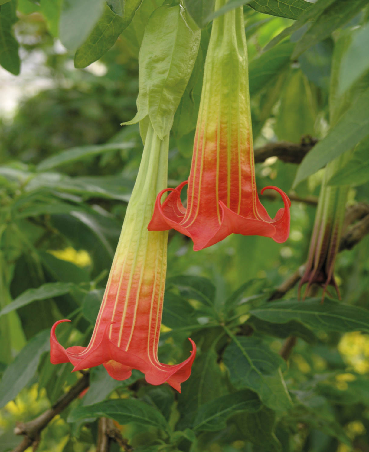 Brugmansia_Red_-_GW_Images_STF426_-_extended_to_multi_use