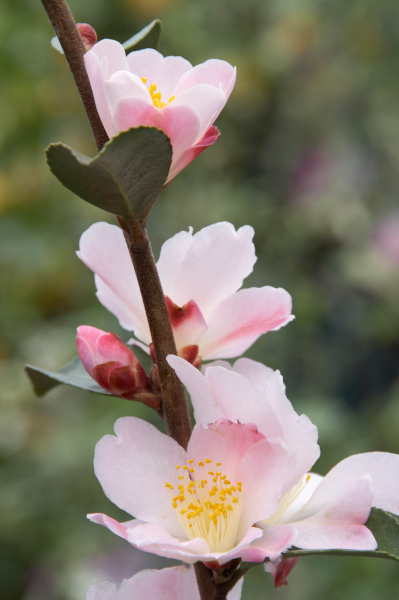 CAMELLIA_FAIRY_BLUSH_399x600_Unlimited_use_anywhere_LH_CGF_CFG8893