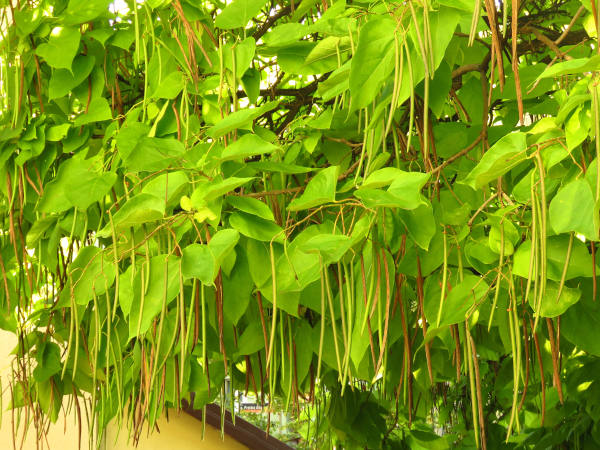 Acacia dealabata
