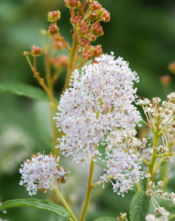 Ceanothus_americanus_-600x755_shutterstock_2320730083