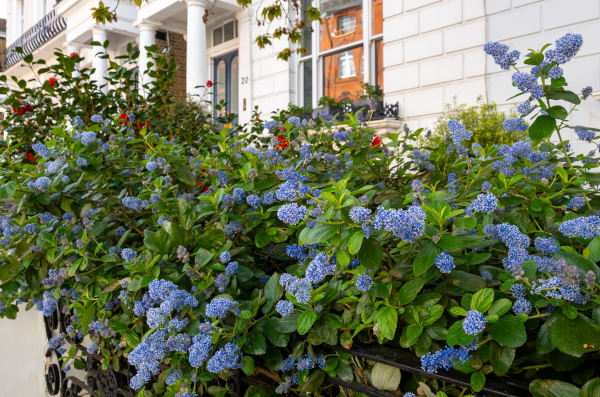 Ceanothus_blue_flower_600x397_-_shutterstock_2447661375