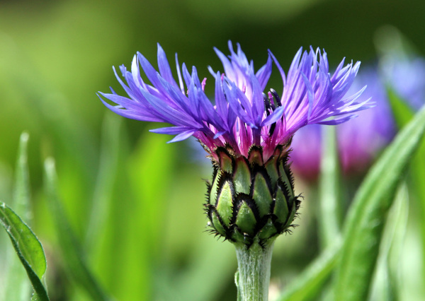 Centaurea_knapweed_600x426-_shutterstock_1721152162_1_