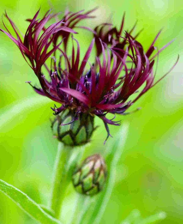 Centaurea_montana_Jordy_600x736-_Alamy_BX00JJ_Marketing_