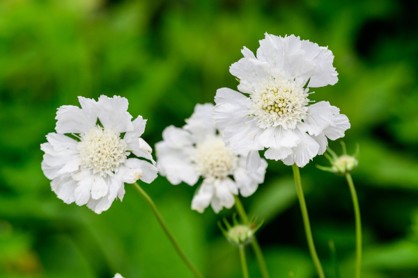 Cephalaria_gigantea_600x400_-_shutterstock_1671120391