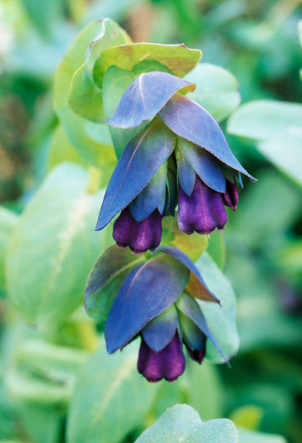 Cerinthe_major_purpurescens_600x880-_Clive_Nichols_17669_Catalogue_and_online_only