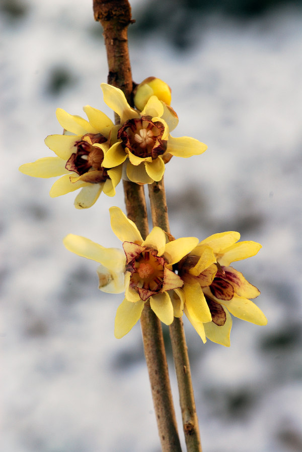 Chimonanthus_praecox_-_600x896_shutterstock_1423281356