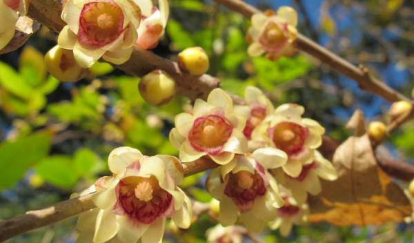 Chimonanthus_praecox_600x352_-_Adrian_Ayley