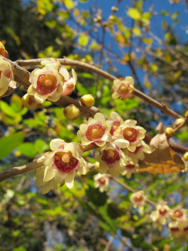 Acacia dealabata