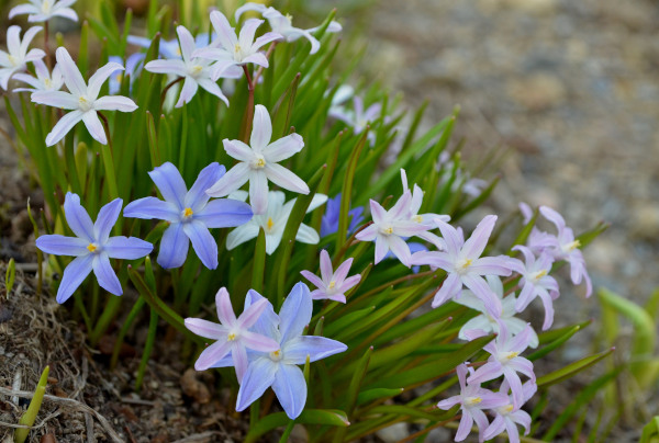 Chionodoxa_luciliae_600x404_-_shutterstock_2453667165