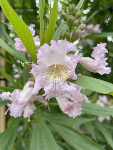 Chitalpa_pale_pink_flowers_450x600-_shutterstock_2272180707