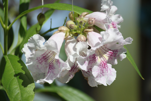 Chitalpa_white_flowers_600x400-_shutterstock_1397759777