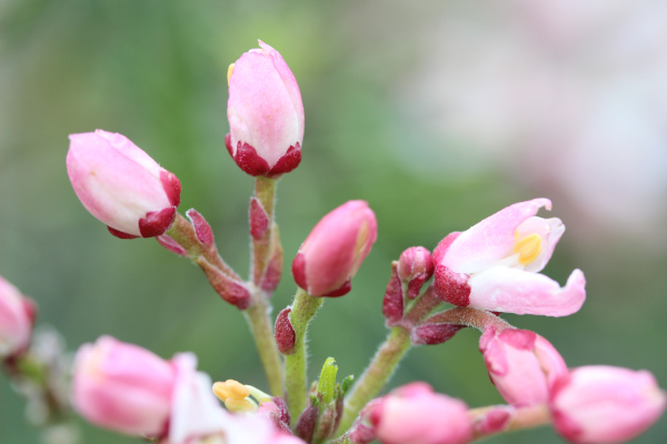 Choisya_appleblossom_600x400_FOC_plantipp