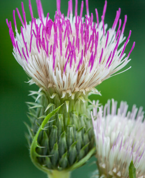 Cirsium_Pink_Blush_-_489x600_Fairweathers_2