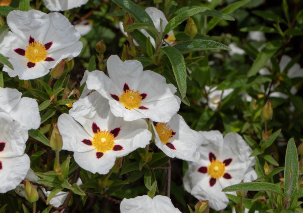 Cistus_ladanifer_-600x421_shutterstock_1996531454