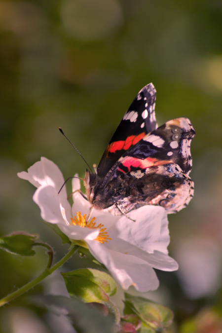 Cistus_white_450x675-_shutterstock_2462600875