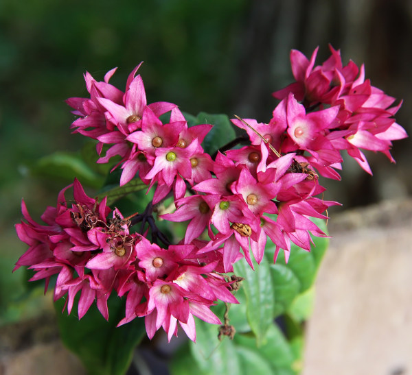 Clerodendrum_splendens_600x547-_shutterstock_2509908765