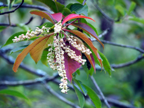 Clethra_barbinervis_600x450_-_shutterstock_1259919670