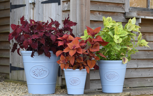 Coleus_mix_Olive_Planter_600x378_1_