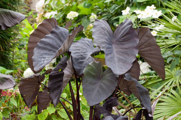 Colocasia_Black_Magic_600x400_ALAMY_DT5C50_Online_and_Catalogue_Use_only