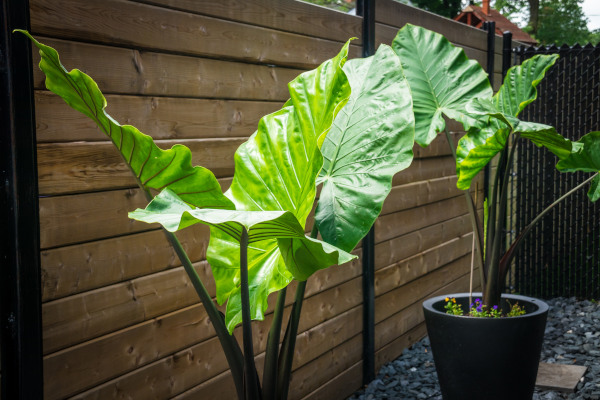 Colocasia_macrorrhiza_Black_Stem_600x400-_shutterstock_1999979177