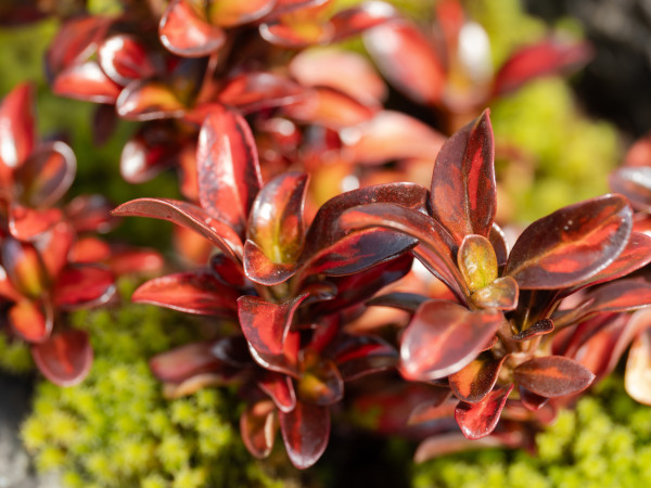 Coprosma_Coffee_-600x450_shutterstock_2425637933