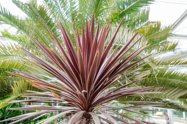 Cordyline_australis_600x397-_shutterstock_2504905251