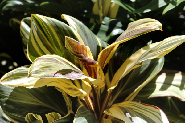 Zantedeschia