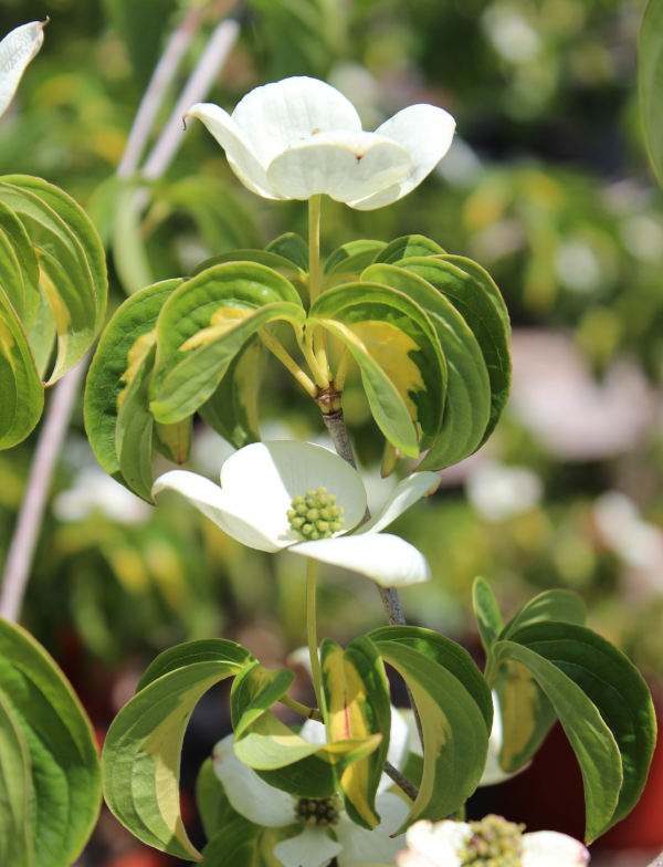 Zantedeschia