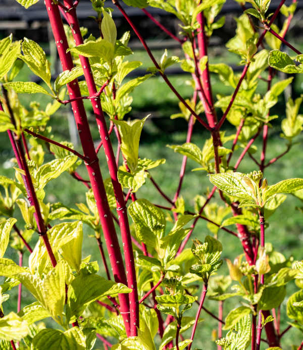 Cornus_sibirica_600x693-_shutterstock_1696257154