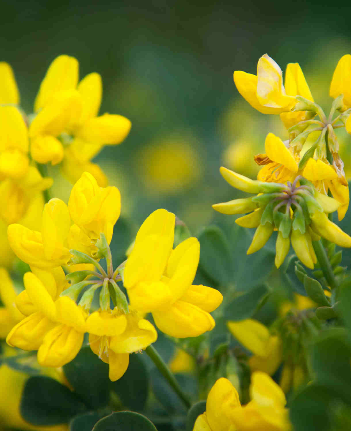 Coronilla_glauca_-_shutterstock_402195214