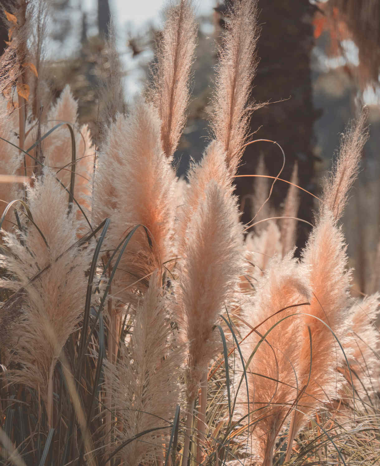 Cortaderia_rosea_shutterstock_1836483652