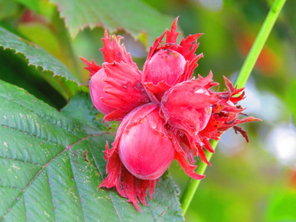 Corylus_maxima_600x450-_shutterstock_1483542911