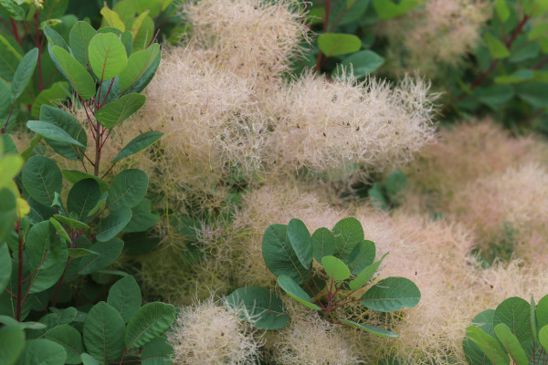 Cotinus_coggygria_600x400-_shutterstock_2185329757