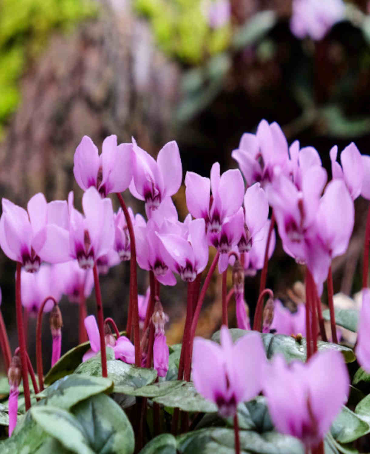 Cyclamen_Coum-shutterstock_1923763010-1-BA24-1220X1496