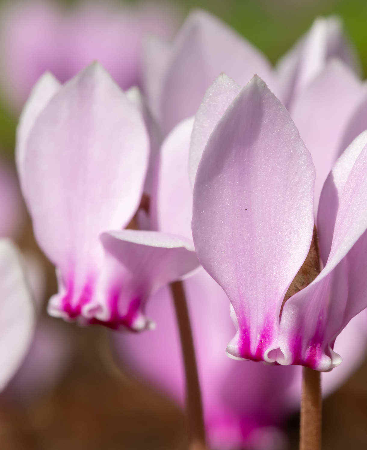 Cyclamen_hederifolium_-_shutterstock_1825537088-1-BA24-1220x1496