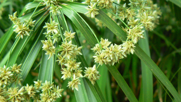 Cyperus_alternifolius_600x338_357195607_wikimedia_commons