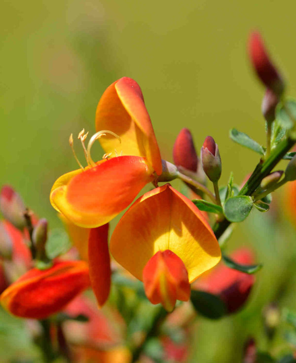 Cytisus_lena__600x736_shutterstock_1447255559