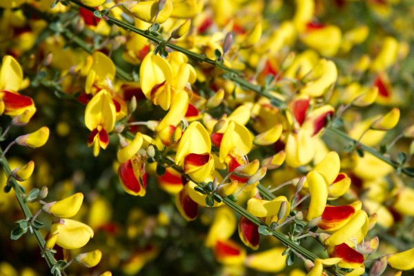 Cytisus_scoparius_-600x400_shutterstock_2311700597