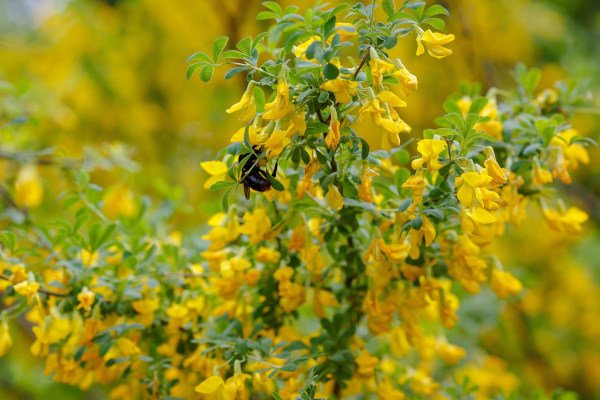 Cytisus_scoparius_600x400-_shutterstock_2471113359