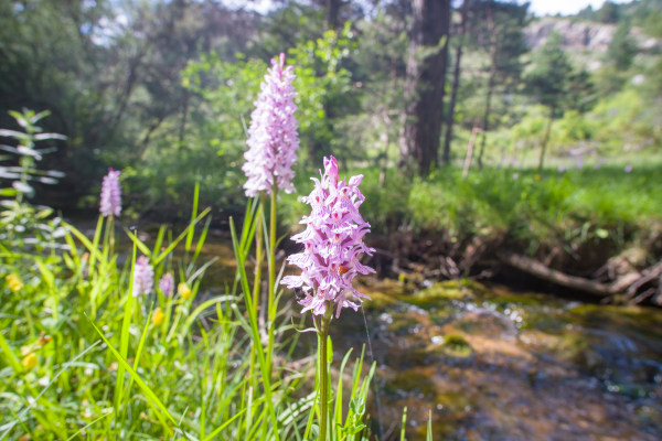 Dactylorhiza_fuchsii_600x400-_shutterstock_1963094341