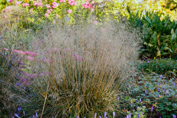 Deschampsia_cespitosa_600x400-_shutterstock_2216986719