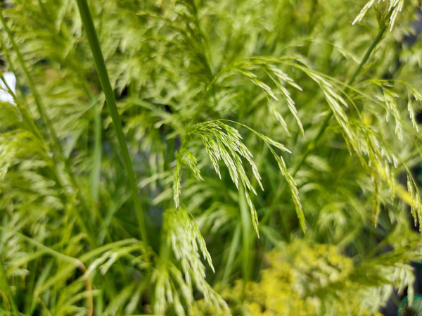 Deschampsia_cespitosa_Golden_Dew_600x449-_shutterstock_2351950129