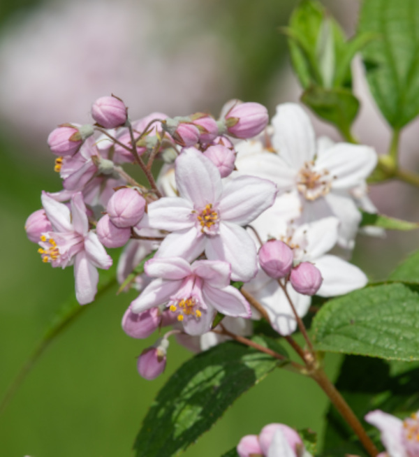 Deutzia_Mont_Rose_600x654-_shutterstock_2502468805