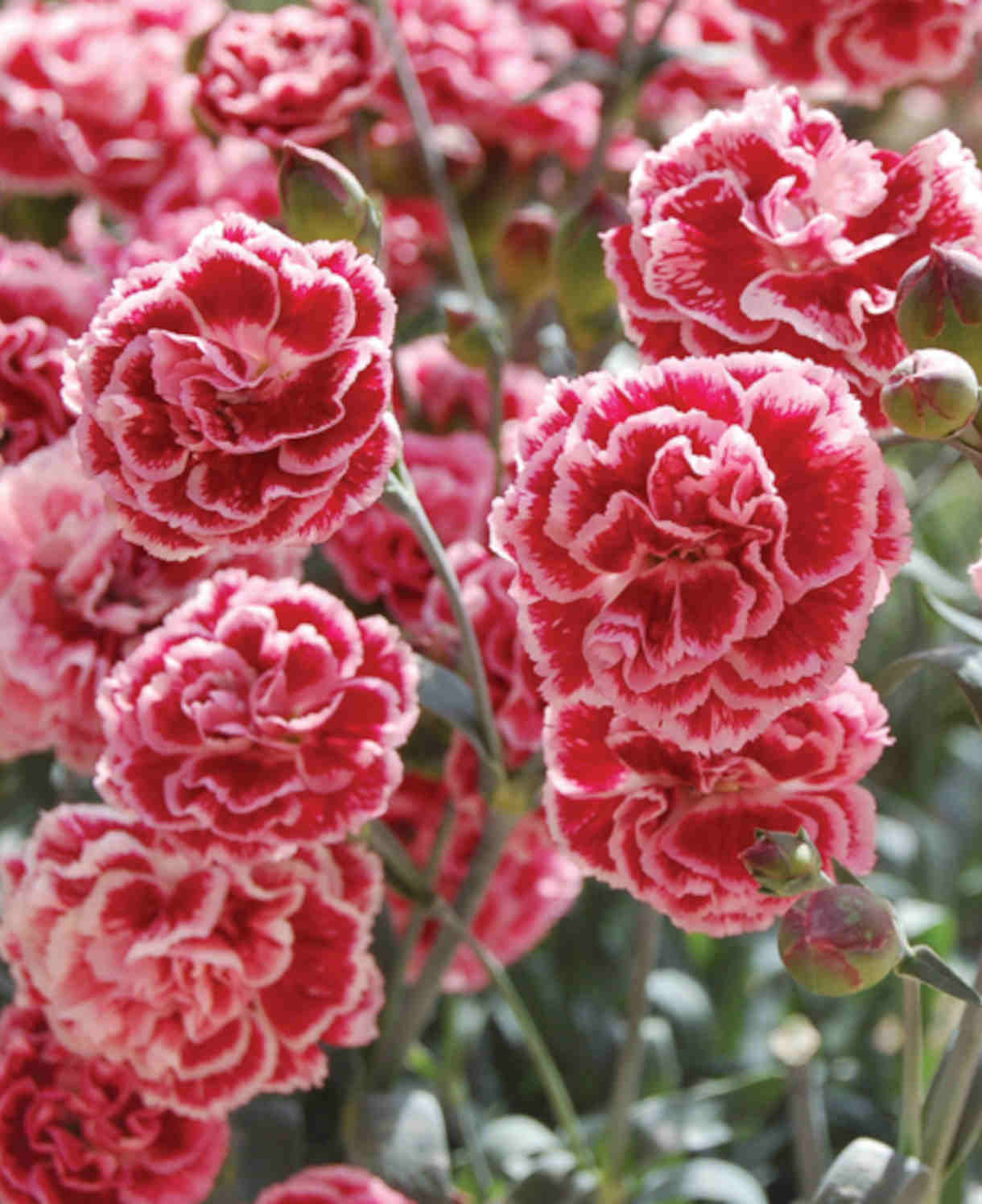 Dianthus_Sugar_Plum_1220X1496_1